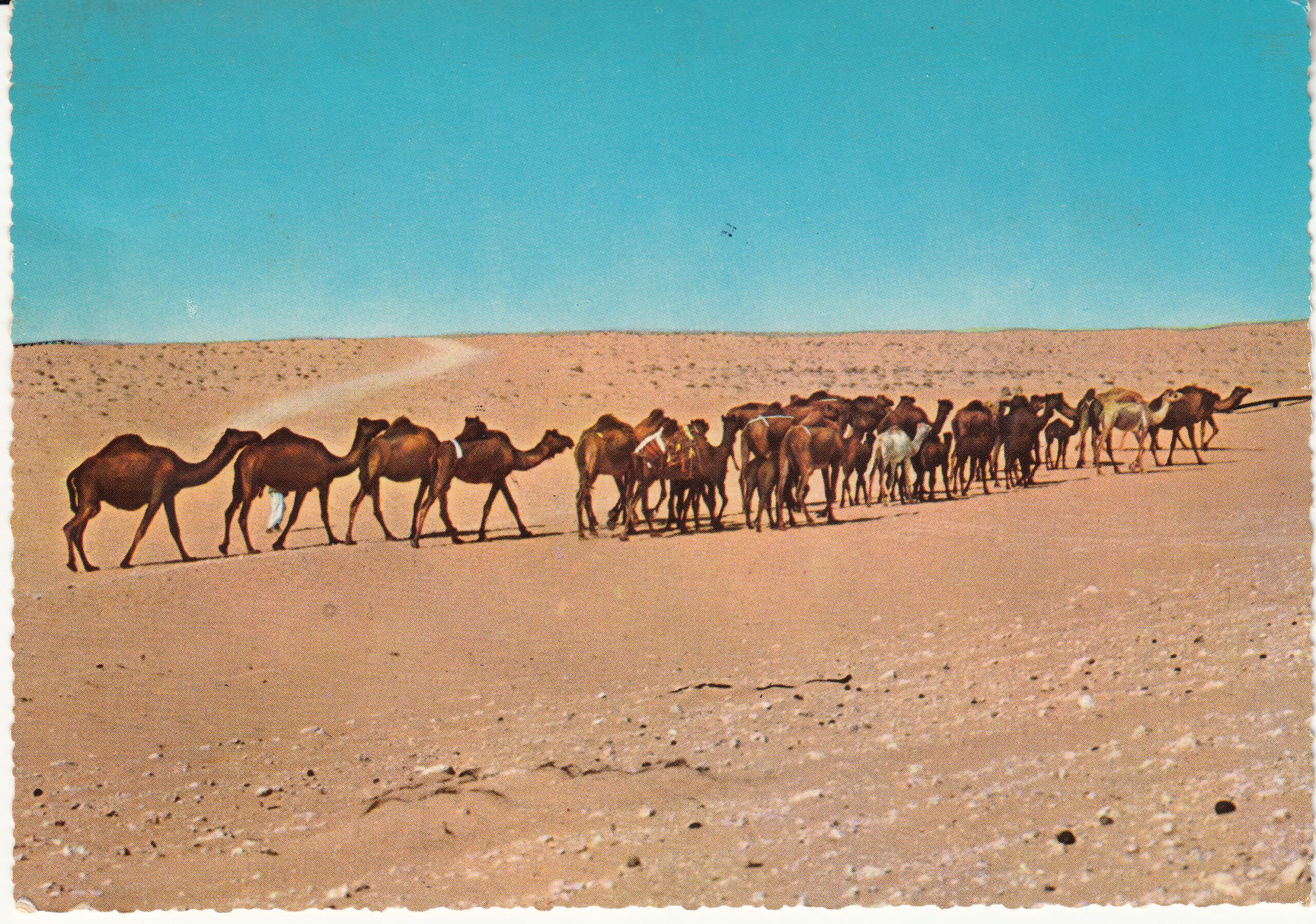1.151- 31 Krüger Postcard Saudi Arabia