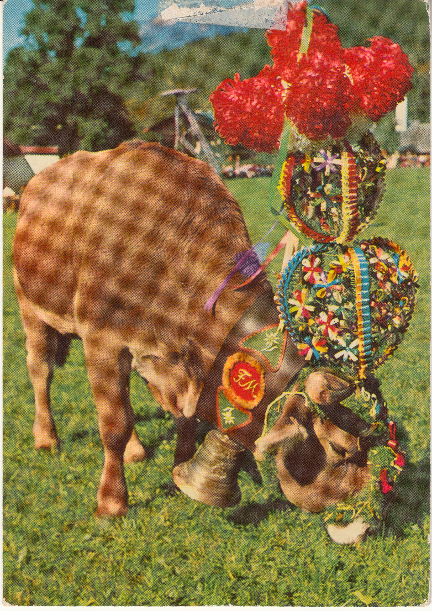 1.195- 16 Krüger Postcard Germany Almabtrieb